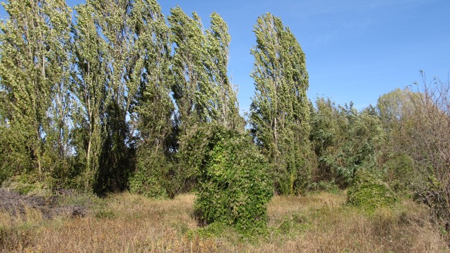 IMG_6584.JPG (4.3 МБ) 26421 просмотр IMG_6584.JPG