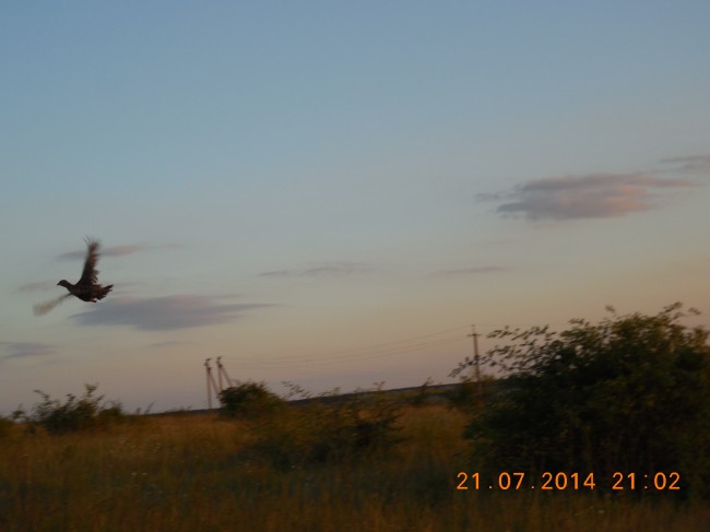 DSCN1518.jpg