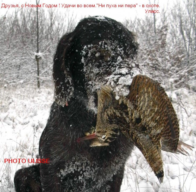 С Новым 2015.JPG
