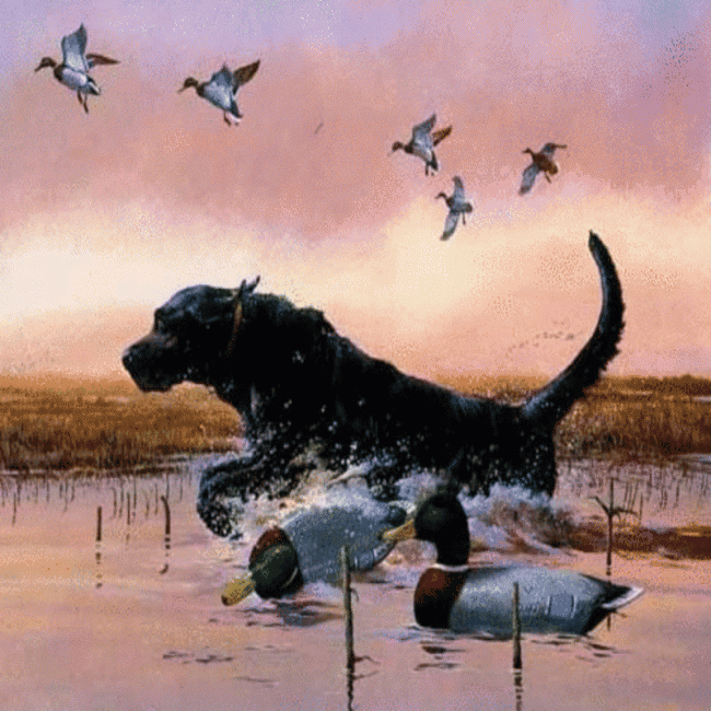 black-lab-ducks-dog.gif