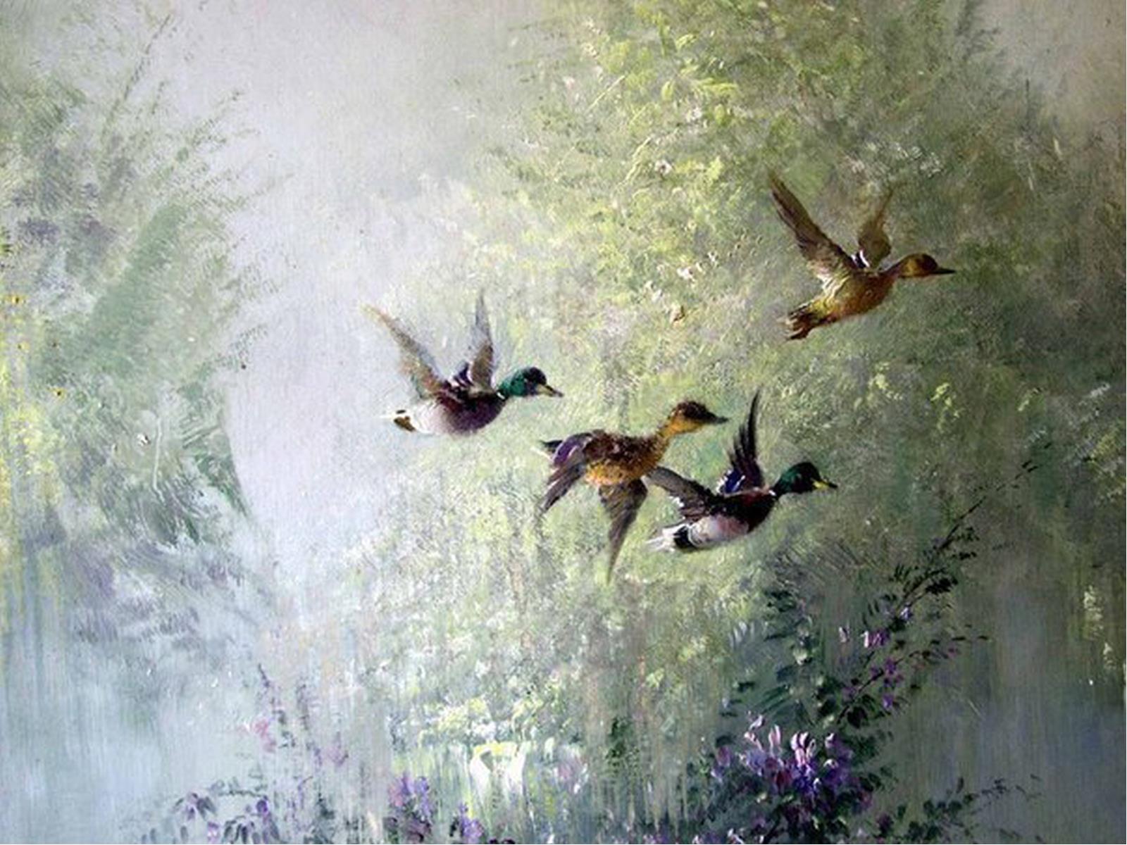 ducks 1.jpg
