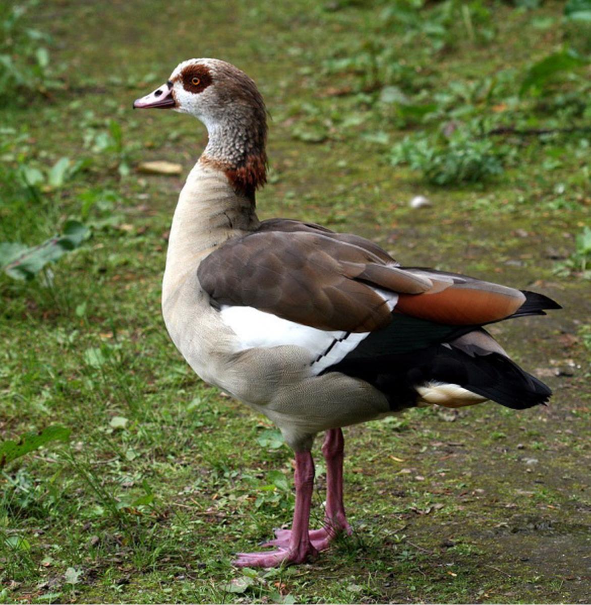 585px-Nilgans-male-0978.jpg